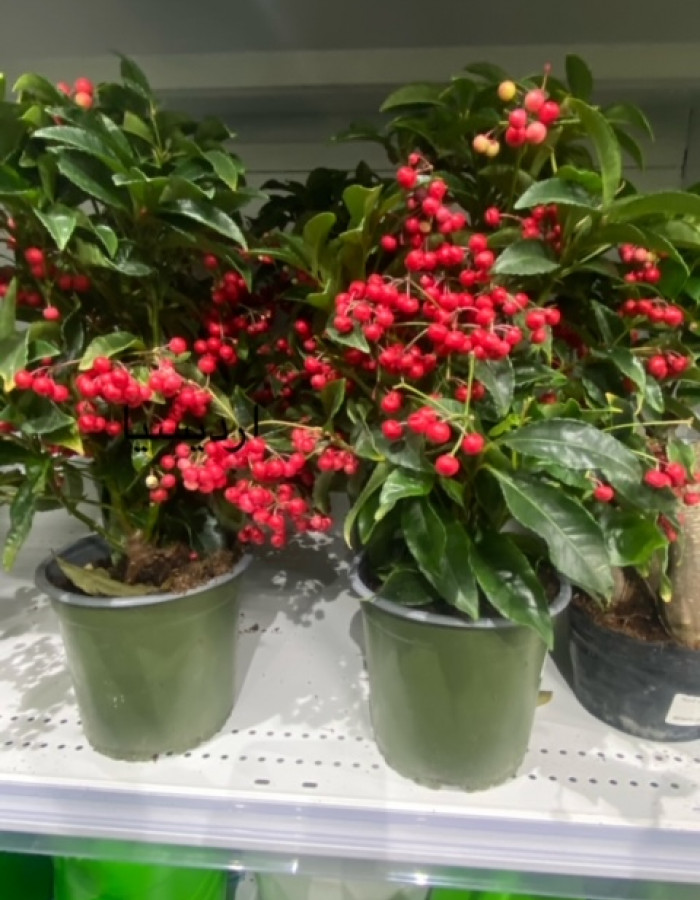 شتلات  أرديسيا شتلات  أرديسيا