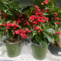 Ardisia Ardisia
