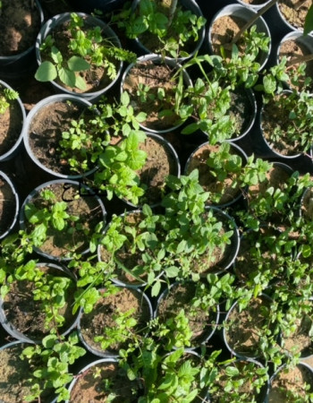 Mint Seedlings Mint Seedlings