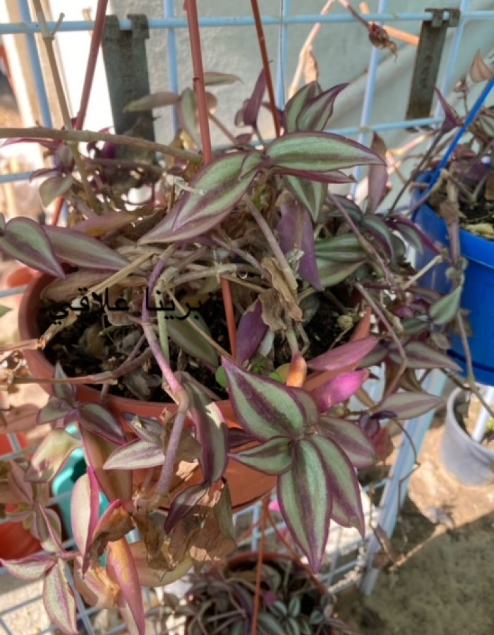 زبرينا علاقي  زبرينا علاقي