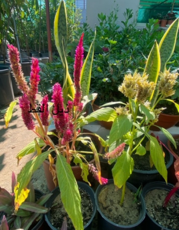 Acalypha hispida Plant