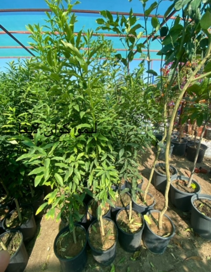 لايف ليموكوات لايف ليموكوات