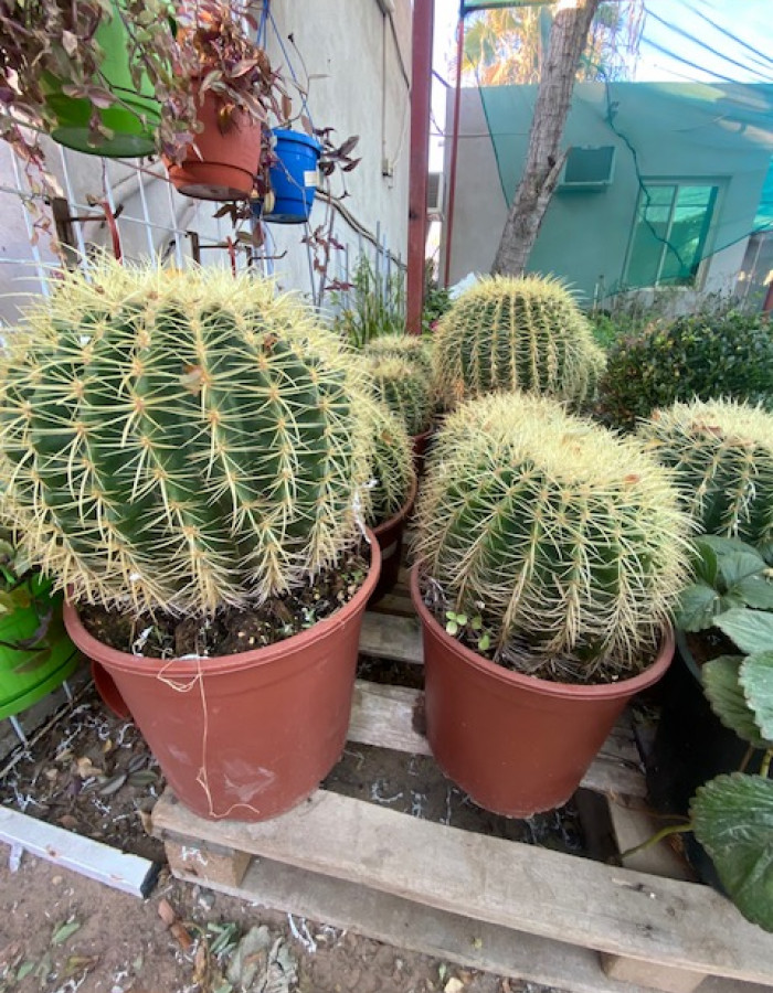 شتلات صبار نوارة شتلات صبار نوارة