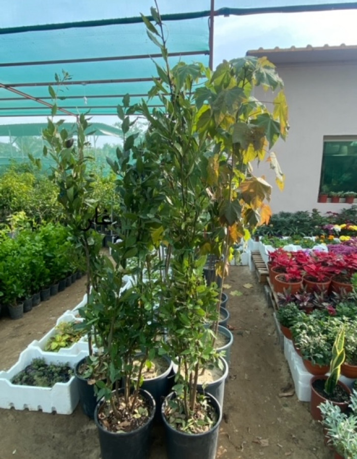 شتلات ورق الغار 