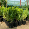 Oriental Arbor-vitae Seedlings Oriental Arbor-vitae Seedlings