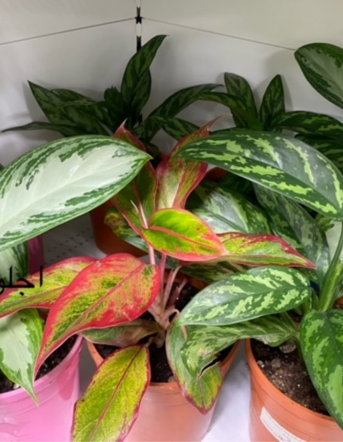 اجلونيما  اجلونيما