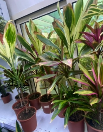 كورديلاين فروتيكوزا  كورديلاين فروتيكوزا