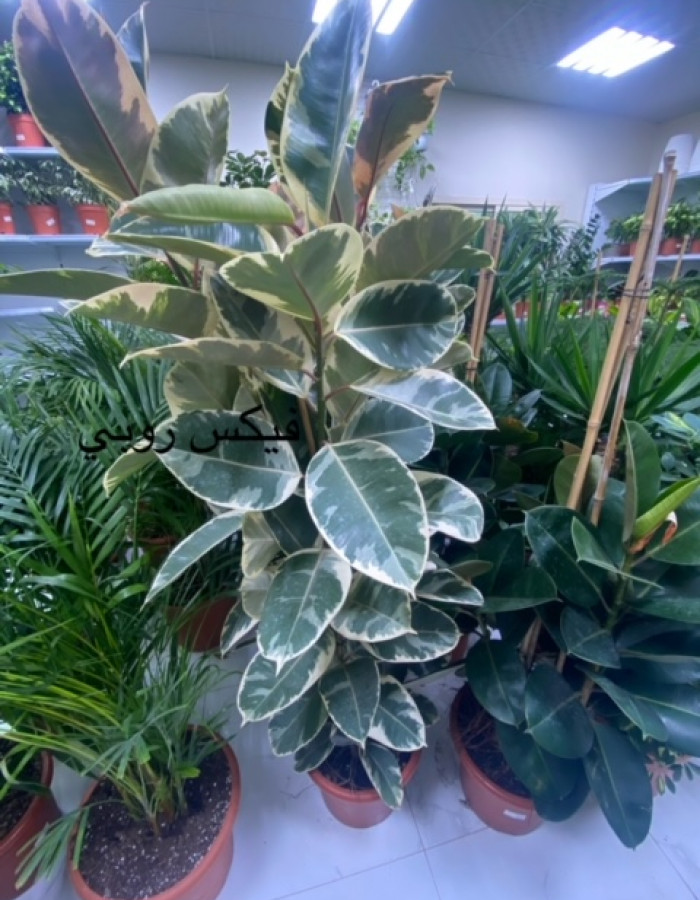 فيكس روبستا روبى  فيكس روبستا روبى