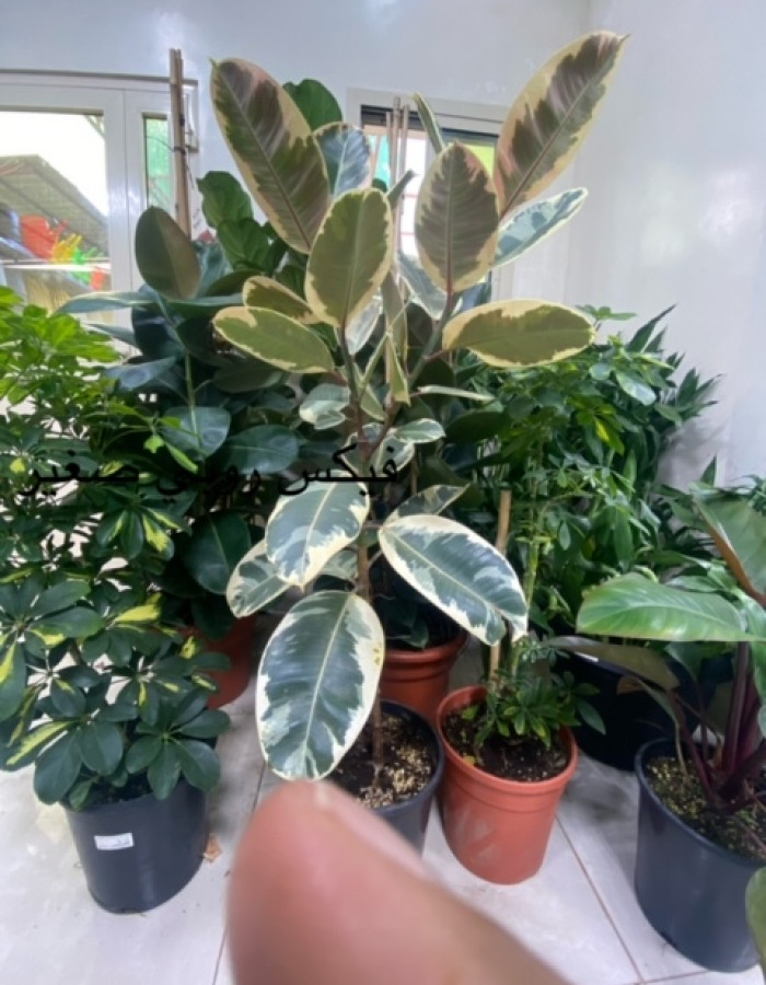 فيكس روبستا روبى  فيكس روبستا روبى