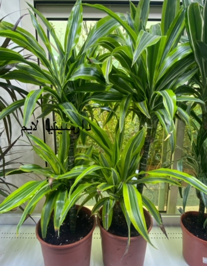 دارسينا لايم  دارسينا لايم