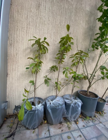 Soursop Tree Soursop Tree