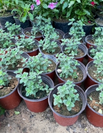 Wild Oregano Plant Wild Oregano Plant
