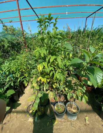 شتلات تيكومة