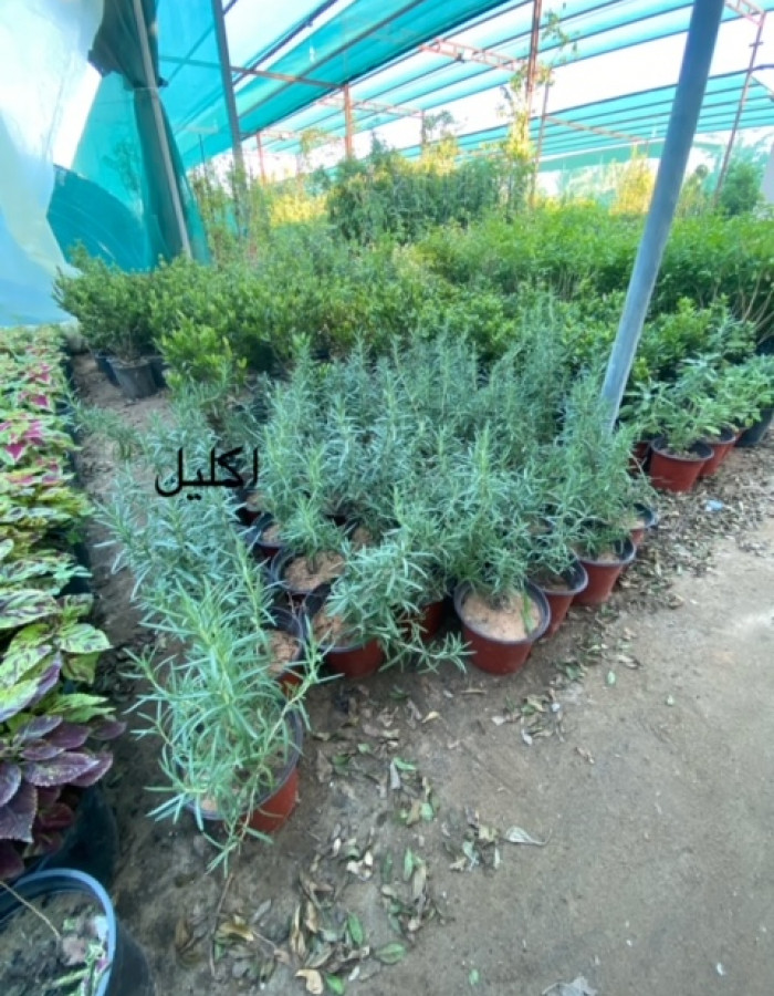 روز ماري اكليل الجبل  روز ماري اكليل الجبل