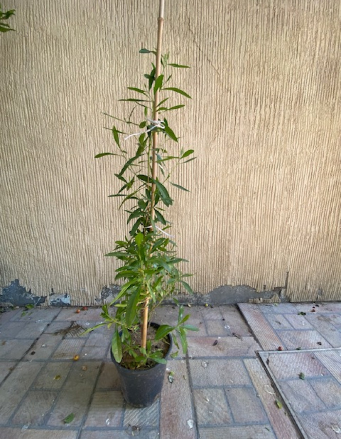 شتلات دودينيا شتلات دودينيا