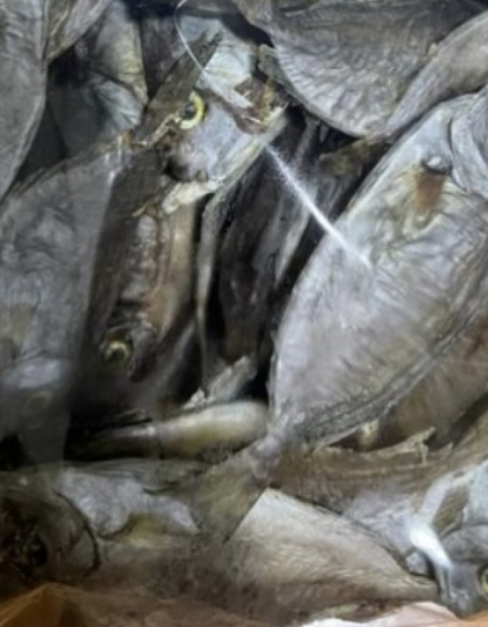 سمك شعري و صافي وربيان مجفف