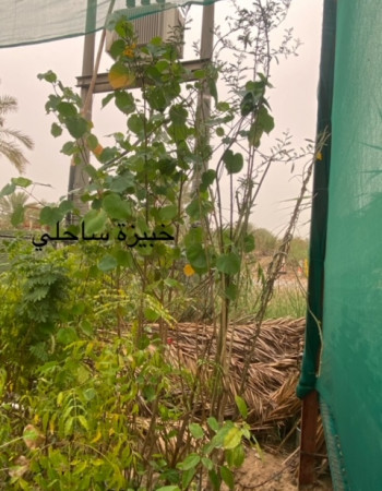 خبيزة ساحلي