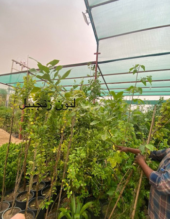 شجرة ليمون زنجبيل شجرة ليمون زنجبيل