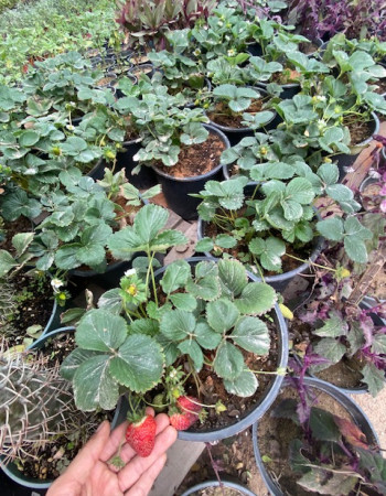 strawberry festival strawberry festival