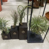 Tillandsia Tillandsia