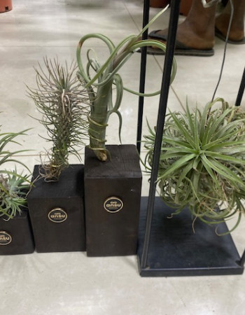 Tillandsia Tillandsia