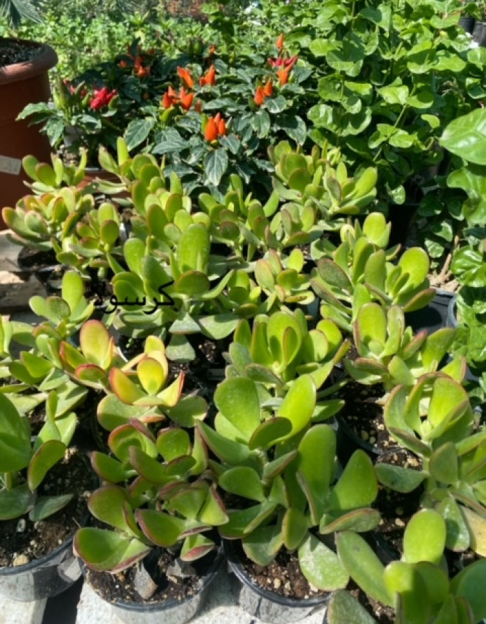 كراسولا كراسولا