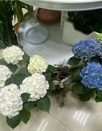 Hydrangea  Hydrangea