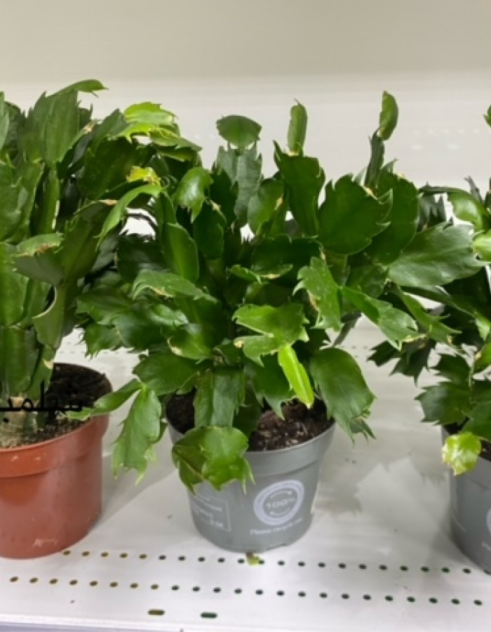 نبات شلمبرجير  نبات شلمبرجير