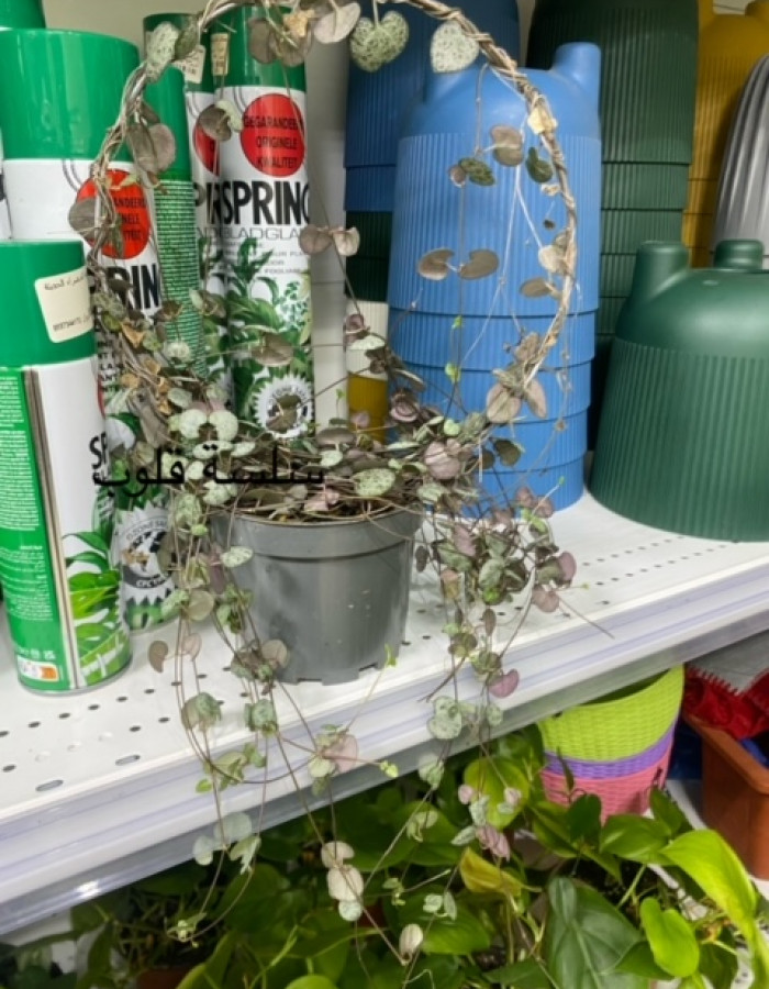 سلسلة القلوب