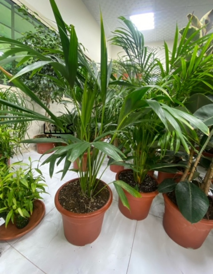 خزمة فورستري