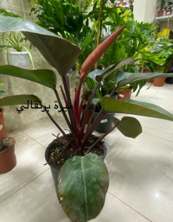 Philodendron 'McColley's Finale