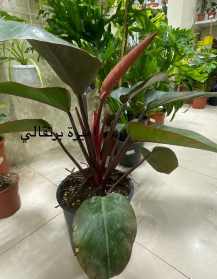 الاميرة البرتقالية فيلوندرون