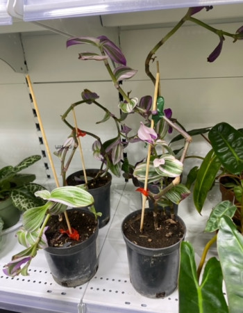 Spiderwort Spiderwort