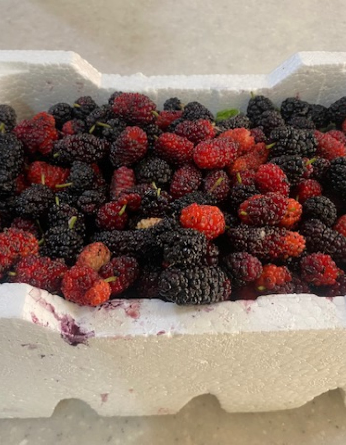 ثمر توت بلدي 