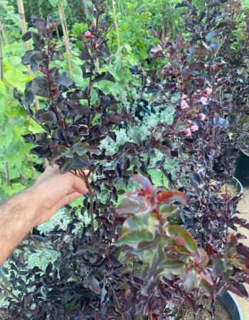 تمر حناء احمر  تمر حناء احمر