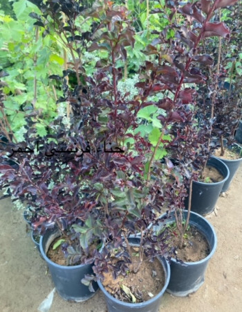 تمر حناء احمر  تمر حناء احمر