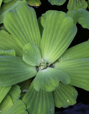 Water lettuce Water lettuce