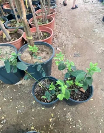 شتلة بلو بيري للبيع