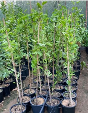 Passion Fruit Seedlings