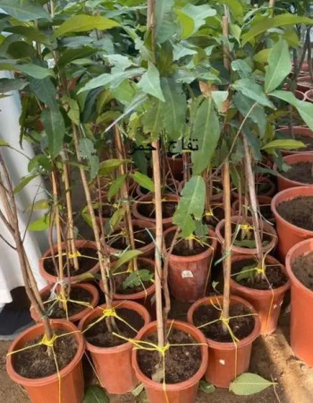 شتلات تفاح ورد