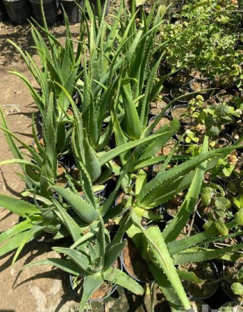 شتلة الوفيرا للبيع