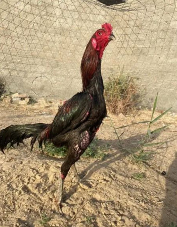 ديك تايلندي للبيع