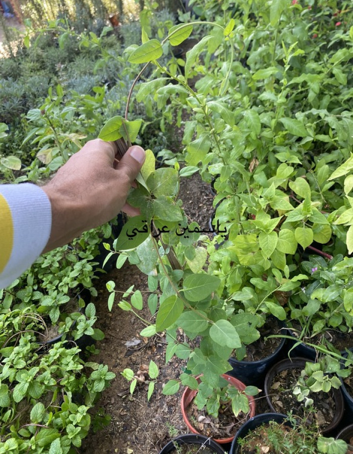 شتلة  ياسمين عراقي 