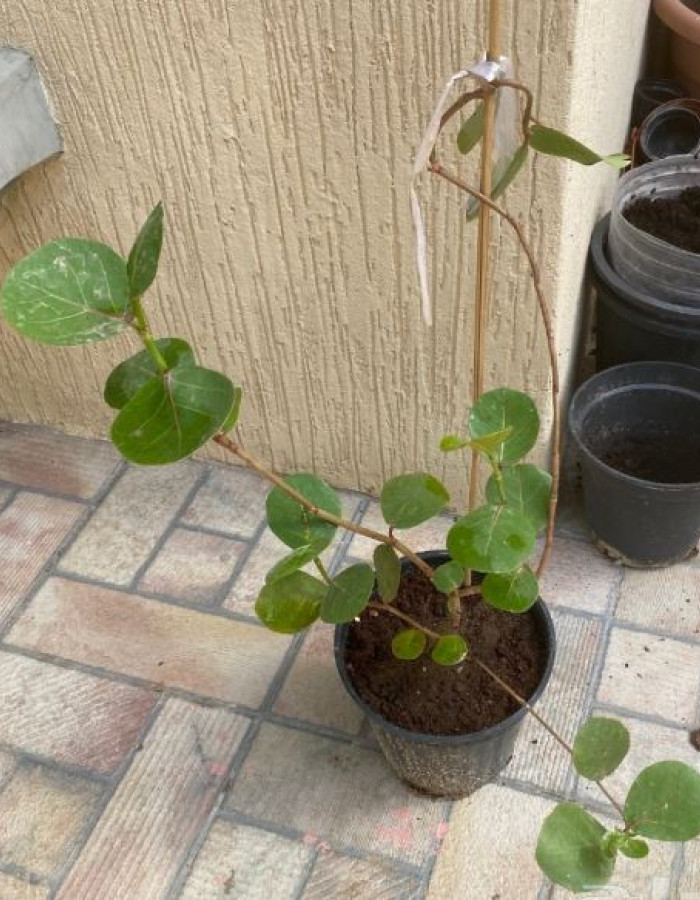 شتلات عنب البحر 