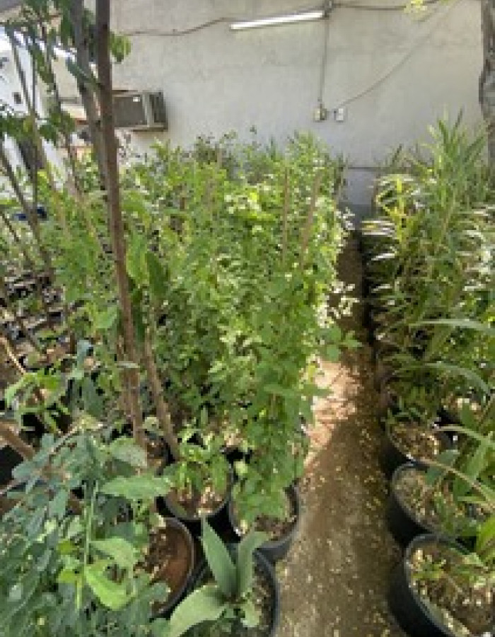 شتلة ياسمين ازرق بلمباجو 