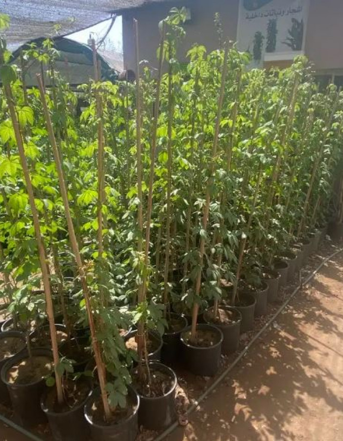 شتلة متسلقة فرجينيا الخميسة شبيهة مخلب القط