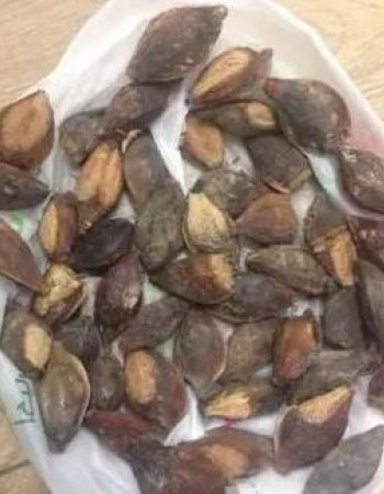 بذور لوز بجلي مجففة للزاعة ولأكل اللوب للبيع