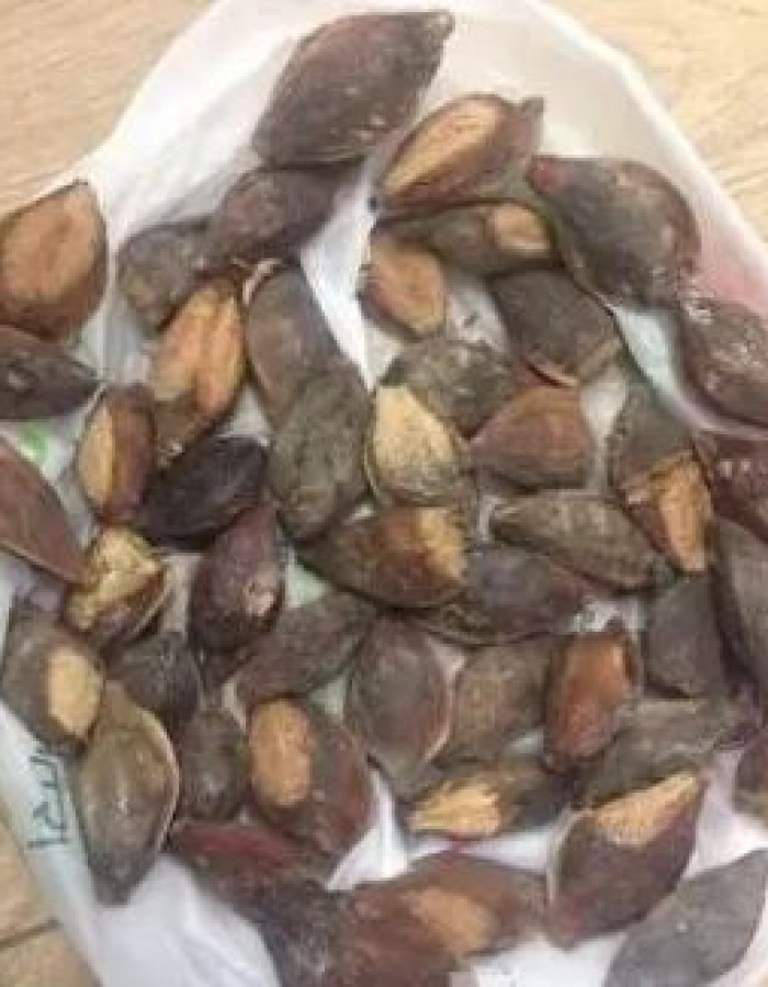 بذور لوز بجلي مجففة للزاعة ولأكل اللوب للبيع