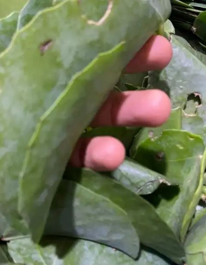 ورق حلص للبيع