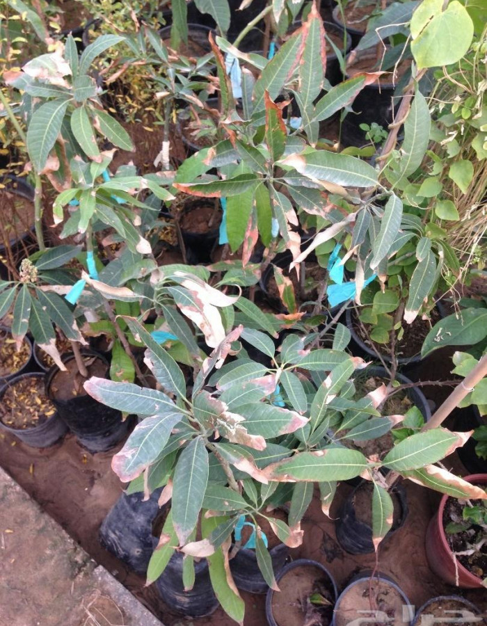 شتلات مانجو للبيع 